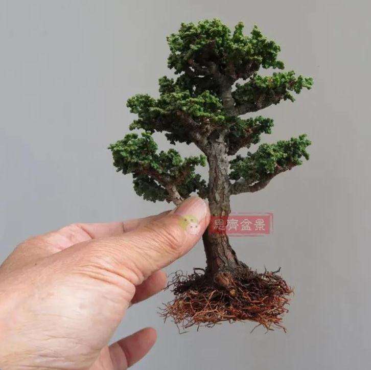 图解 微型石化桧盆景怎么翻盆修根