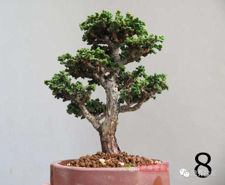 图解 微型石化桧盆景怎么翻盆修根
