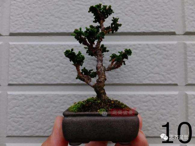 图解 微型石化桧盆景怎么翻盆修根