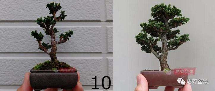 图解 微型石化桧盆景怎么翻盆修根