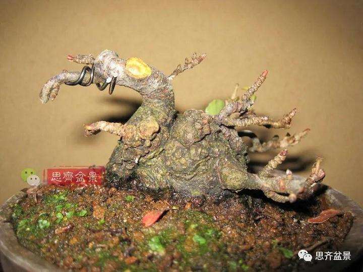 图解 日本镰柄盆景怎么蟠扎的方法