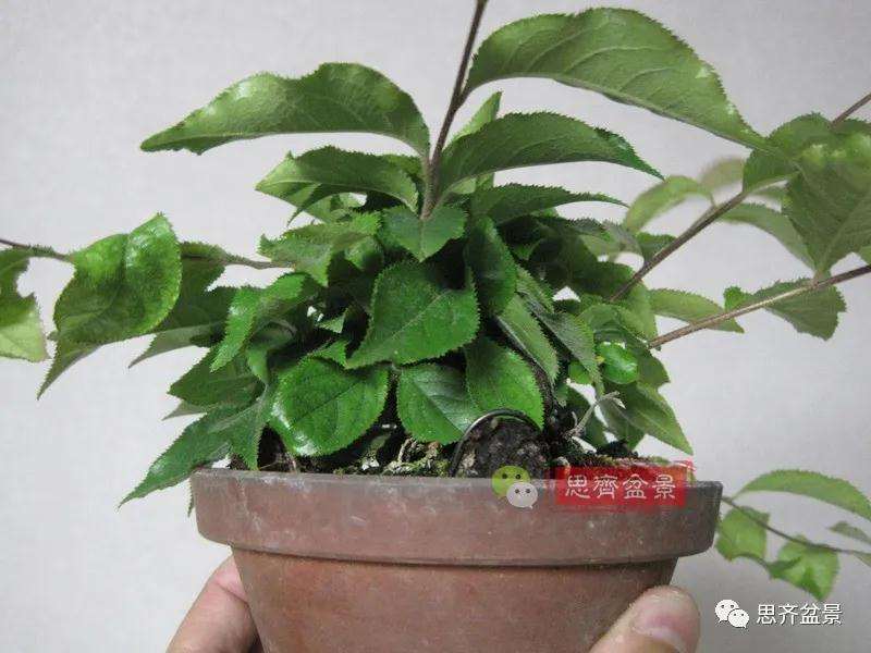 图解 日本镰柄盆景怎么蟠扎的方法