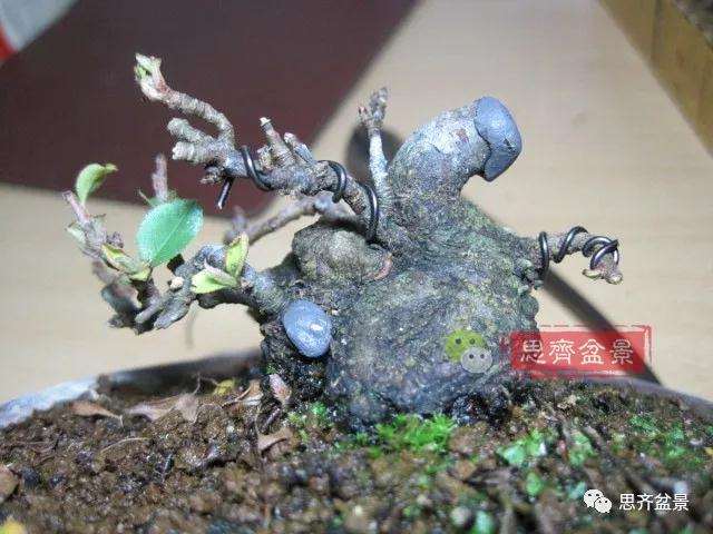 图解 日本镰柄盆景怎么蟠扎的方法