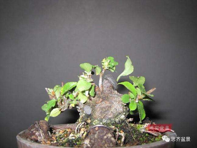 图解 日本镰柄盆景怎么蟠扎的方法