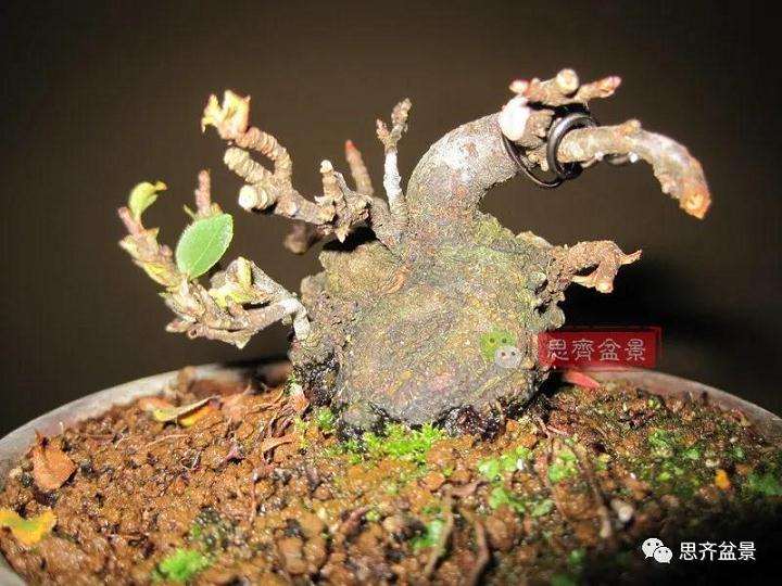 图解 日本镰柄盆景怎么蟠扎的方法