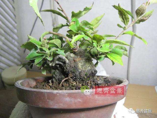 日本镰柄盆景怎么蟠扎的方法