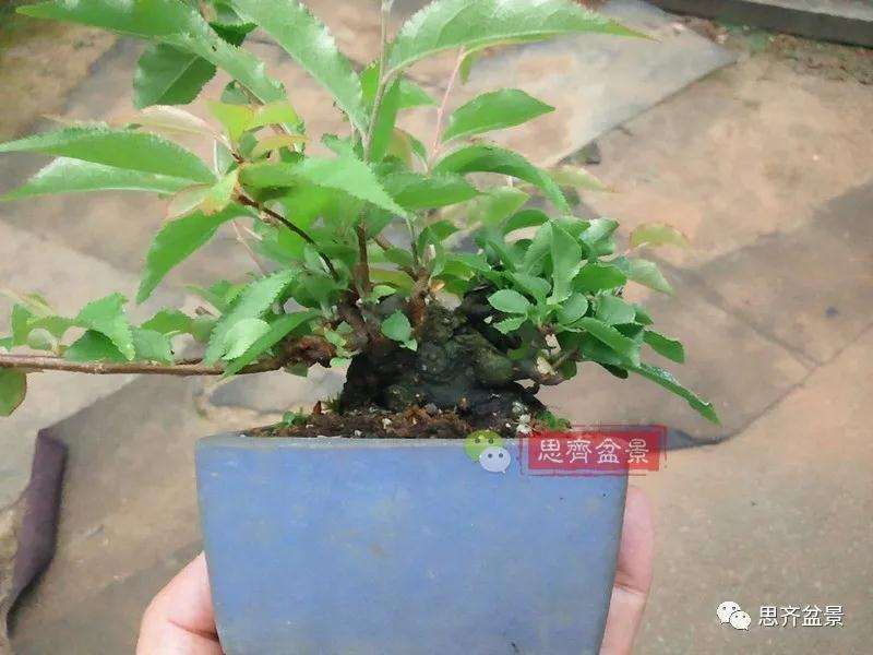 图解 日本镰柄盆景怎么蟠扎的方法