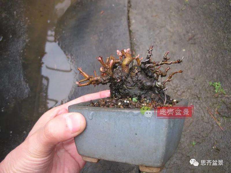 图解 日本镰柄盆景怎么蟠扎的方法