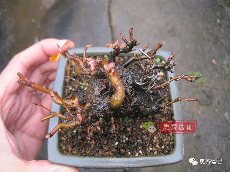 图解 日本镰柄盆景怎么蟠扎的方法