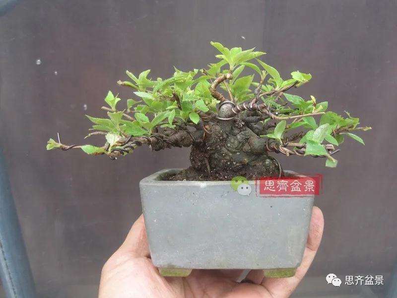 图解 日本镰柄盆景怎么蟠扎的方法