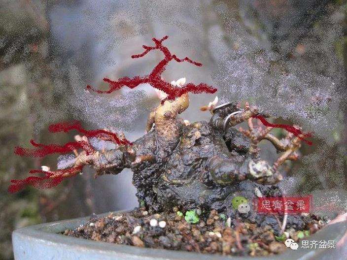 图解 日本镰柄盆景怎么蟠扎的方法