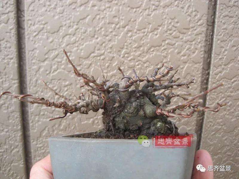 图解 日本镰柄盆景怎么蟠扎的方法