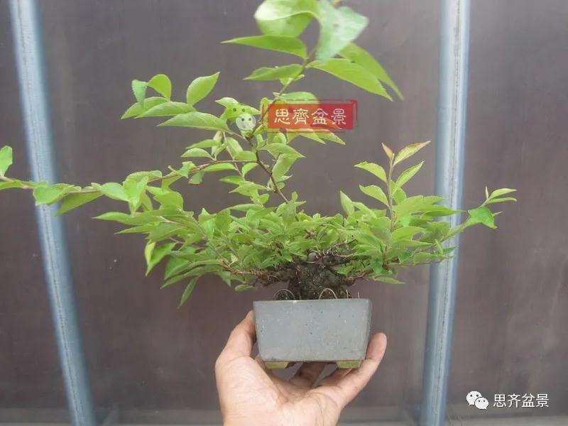 图解 日本镰柄盆景怎么蟠扎的方法