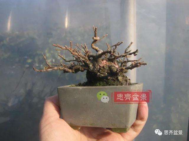 图解 日本镰柄盆景怎么蟠扎的方法