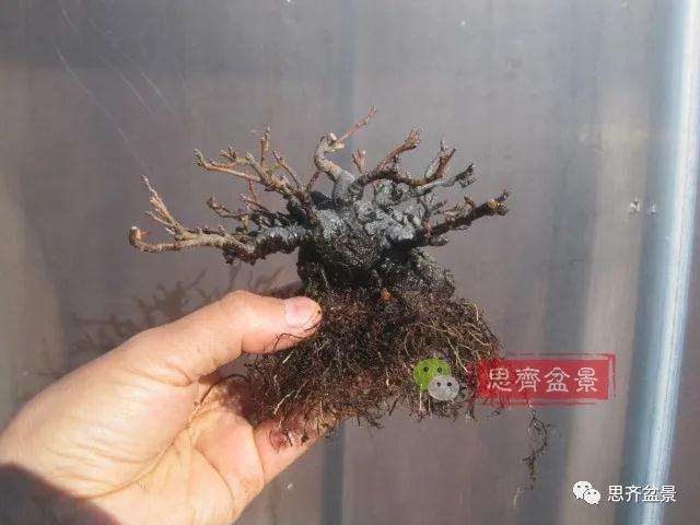 图解 日本镰柄盆景怎么蟠扎的方法