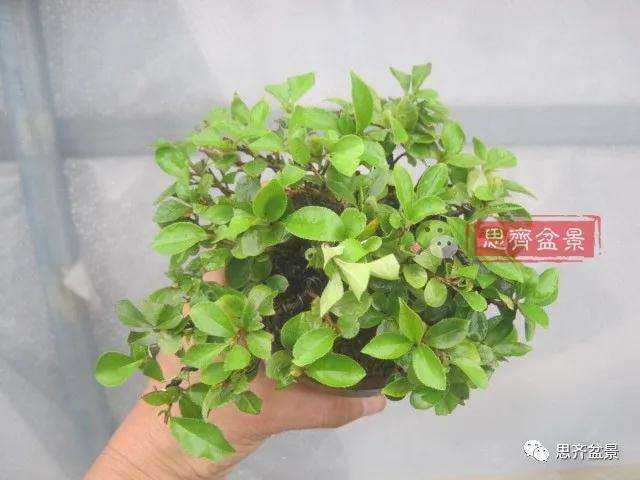 图解 日本镰柄盆景怎么蟠扎的方法