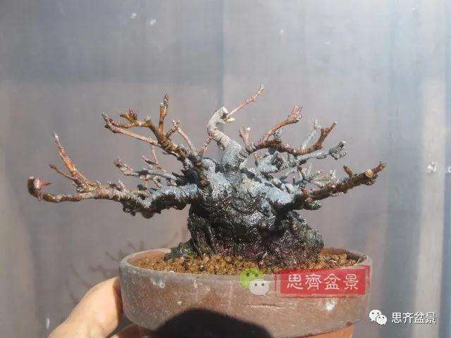 图解 日本镰柄盆景怎么蟠扎的方法