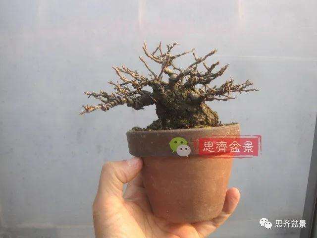 图解 日本镰柄盆景怎么蟠扎的方法