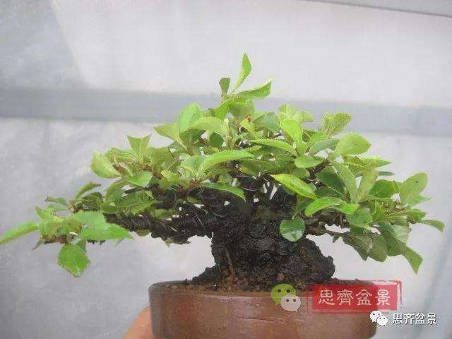 图解 日本镰柄盆景怎么蟠扎的方法