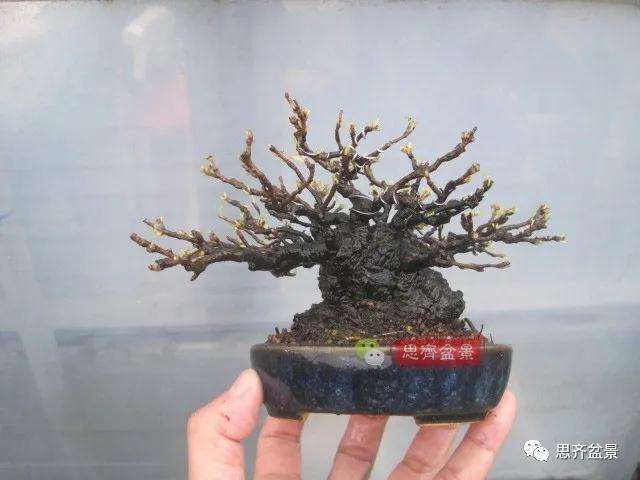 图解 日本镰柄盆景怎么蟠扎的方法