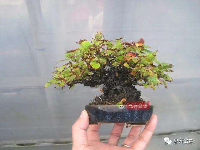 图解 日本镰柄盆景怎么蟠扎的方法