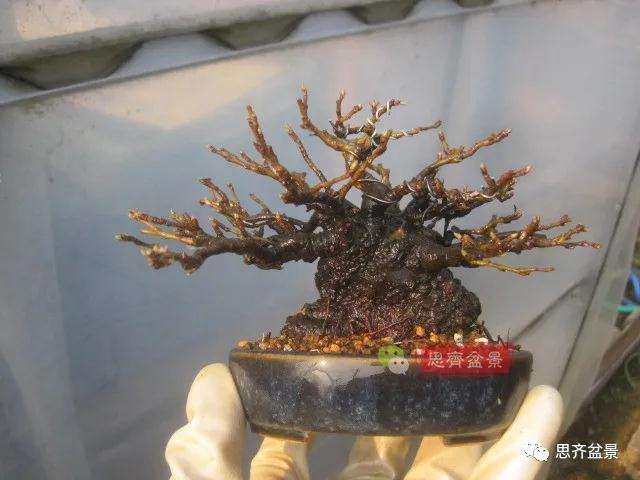 图解 日本镰柄盆景怎么蟠扎的方法