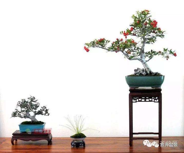 榆树盆景怎么环剥高压的方法