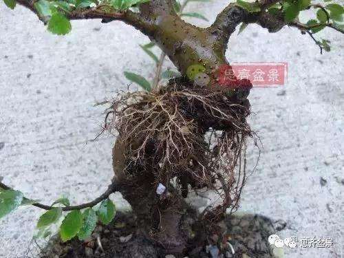 榆树盆景怎么环剥高压的方法