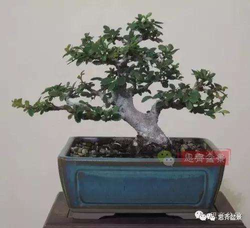 图解 榆树盆景怎么环剥高压的方法