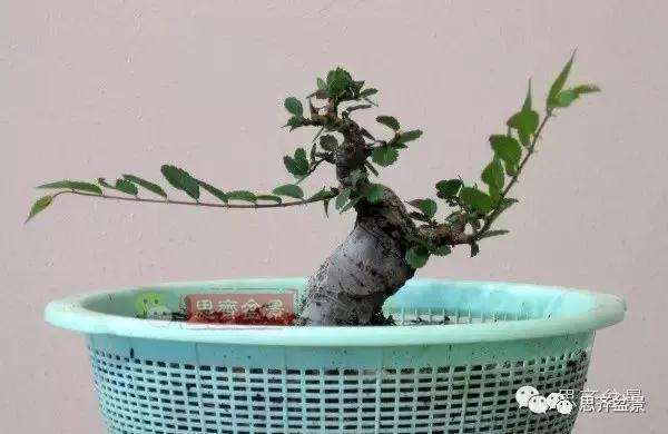 图解 榆树盆景怎么环剥高压的方法