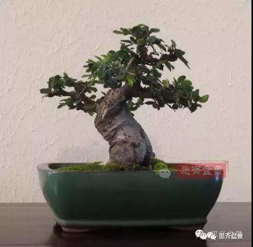 图解 榆树盆景怎么环剥高压的方法