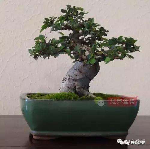 图解 榆树盆景怎么环剥高压的方法