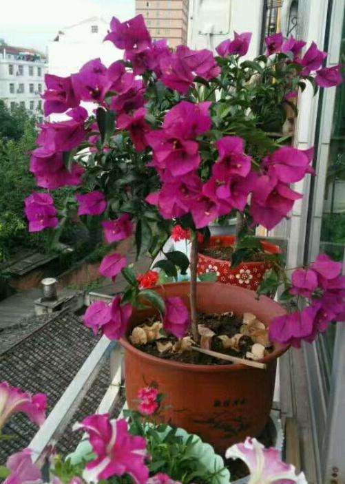 养三角梅下山桩的一点心得 怎么样