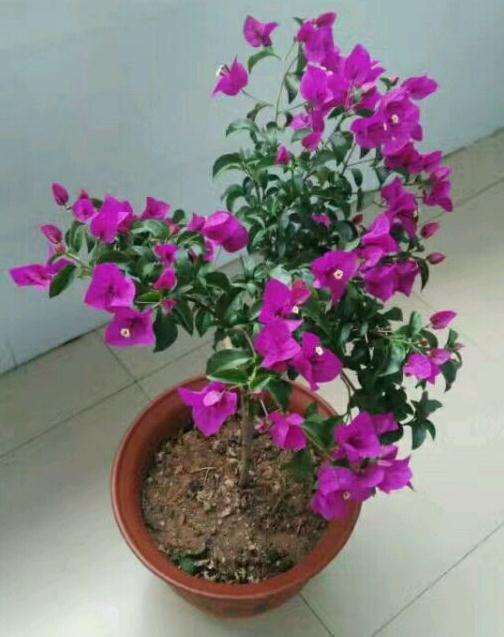 养三角梅下山桩的一点心得 怎么样