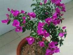 养三角梅下山桩的一点心得 可以吗