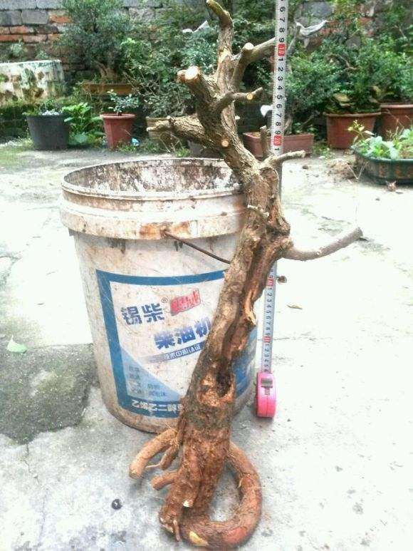 三角梅下山桩用酵素渣做肥料有效果吗