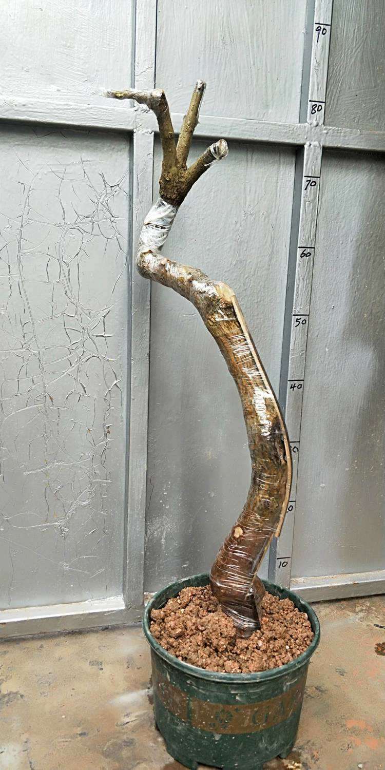 三角梅下山桩用酵素渣做肥料有效果吗