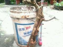 三角梅下山桩用酵素渣做肥料有效果吗