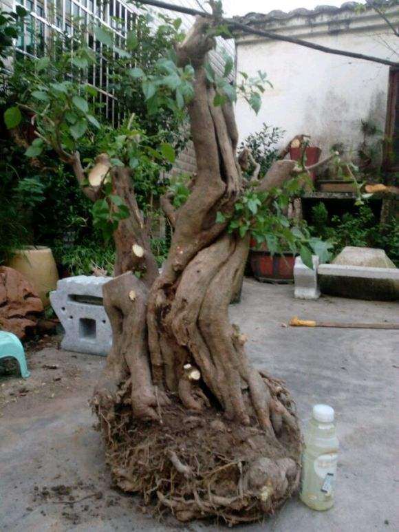 购买三角梅下山桩的一点经验 分享