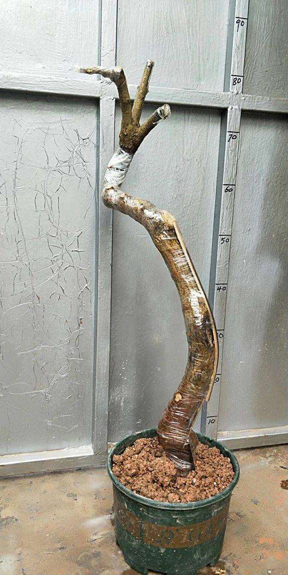 购买三角梅下山桩的一点经验 分享