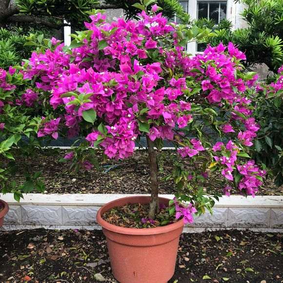 这三角梅下山桩养的可不是一般的好