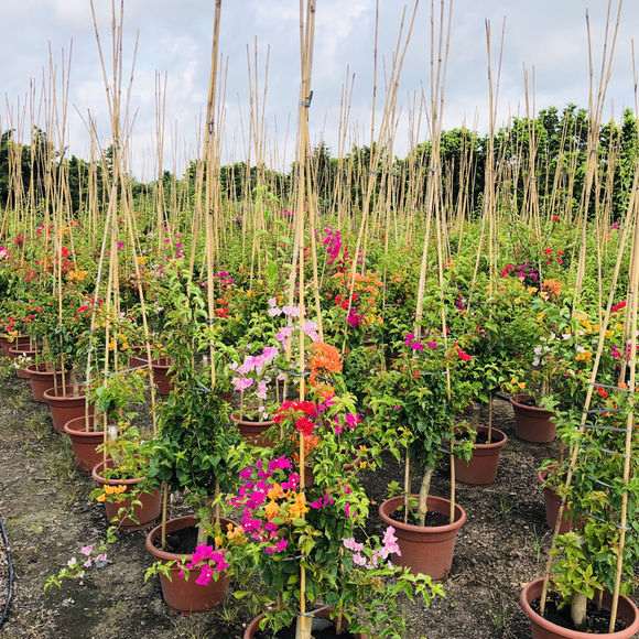 这三角梅下山桩养的可不是一般的好