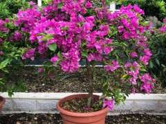 这三角梅下山桩养的可不是一般的好