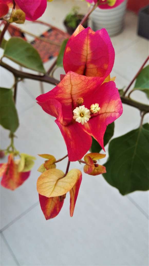 5月份开的三角梅盆栽 怎么样 图片