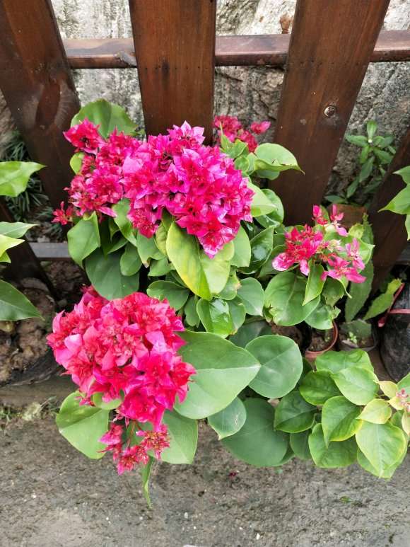 重庆花市的三角梅盆栽 35元 怎么样