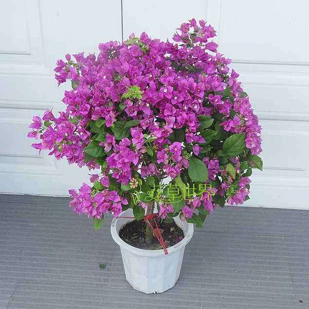 三角梅盆栽 比较靠谱的店铺 推荐