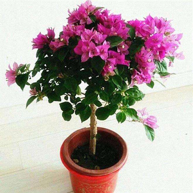 我也被宿迁的三角梅盆栽骗了两次 图片