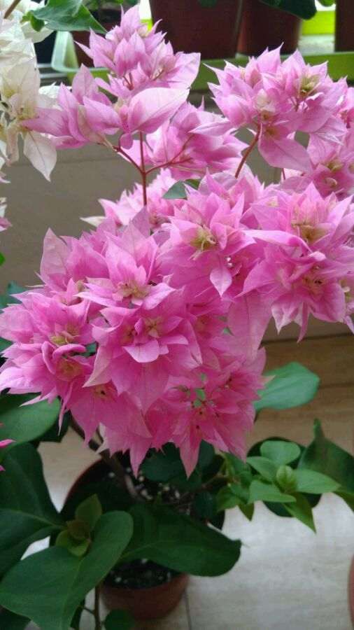 为什么不逛三角梅盆栽交易吧 图片