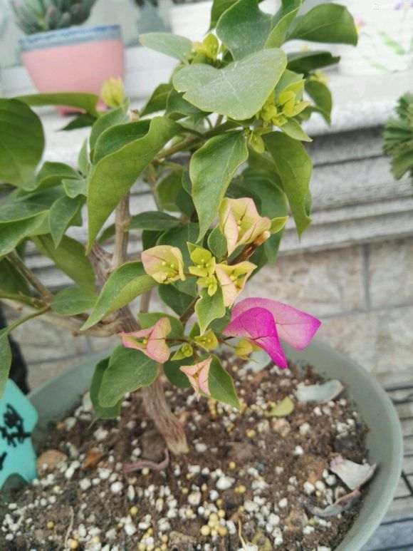 三角梅盆栽 春天萌芽太多 怎么办 图片
