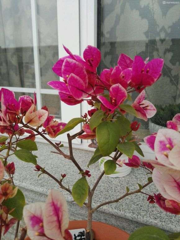 三角梅盆栽 春天萌芽太多 怎么办 图片